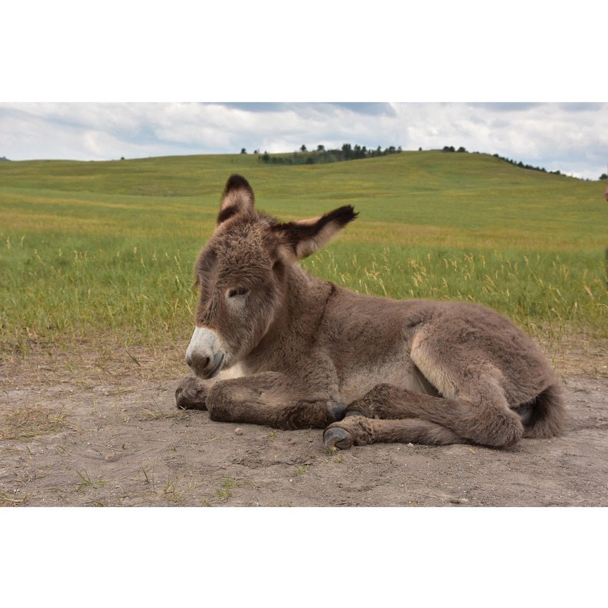 Realistic Baby Burro in Custer State Park Fabric Panel