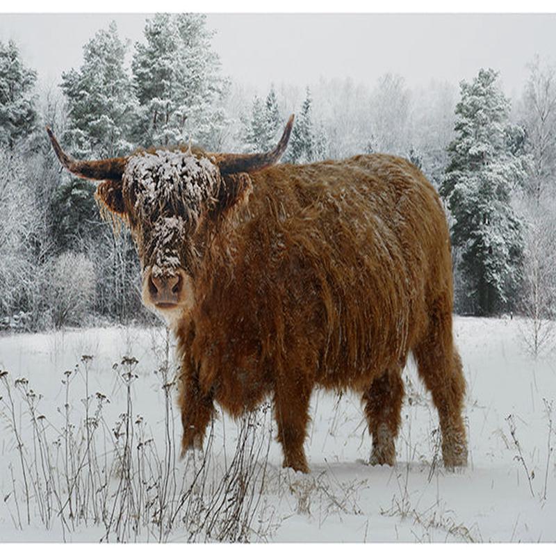Fabric Hoffman Caramel Highland Cow Call of the Wild 42x32" Quilting Panel X5567-606