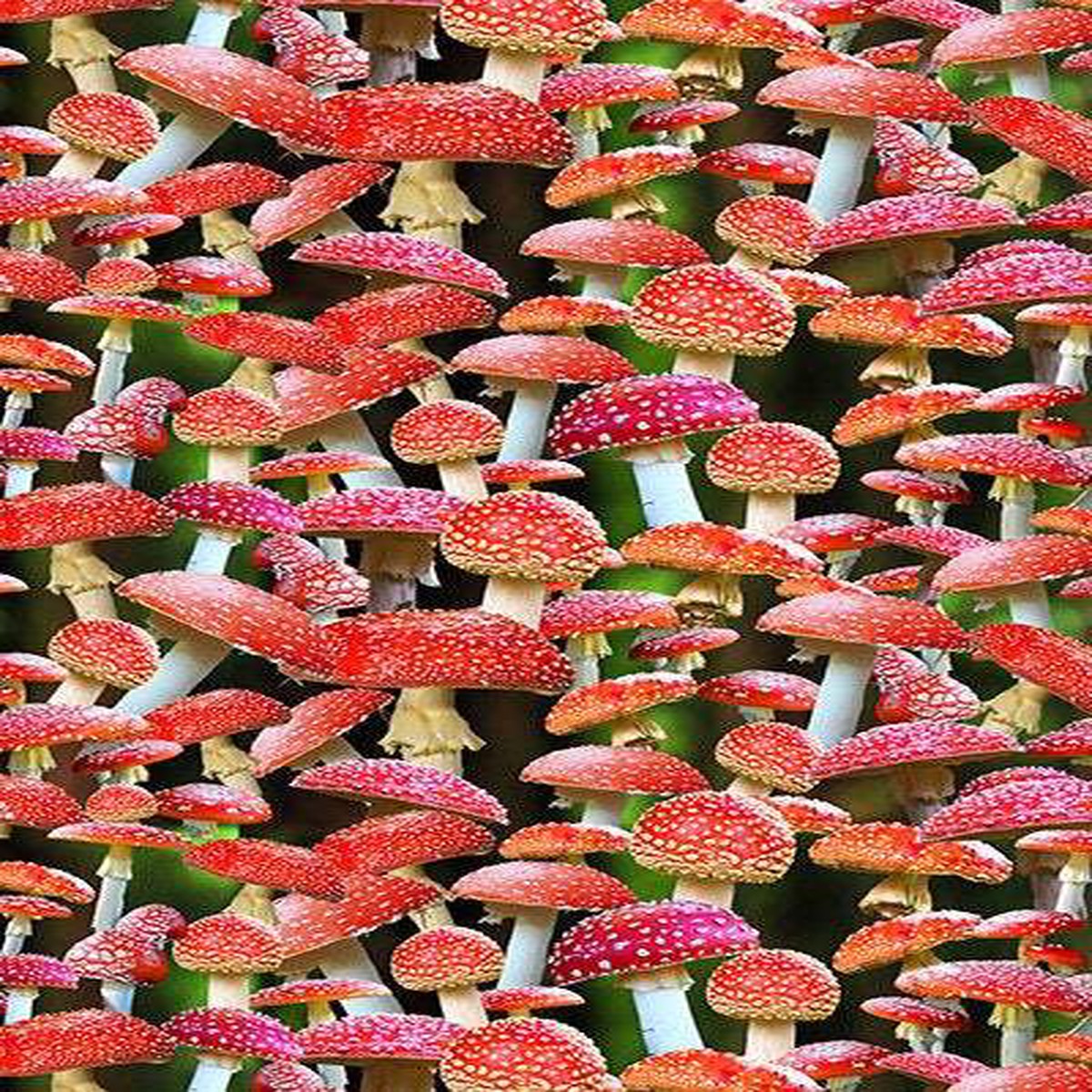 Homestead Mushrooms By Hoffman Red