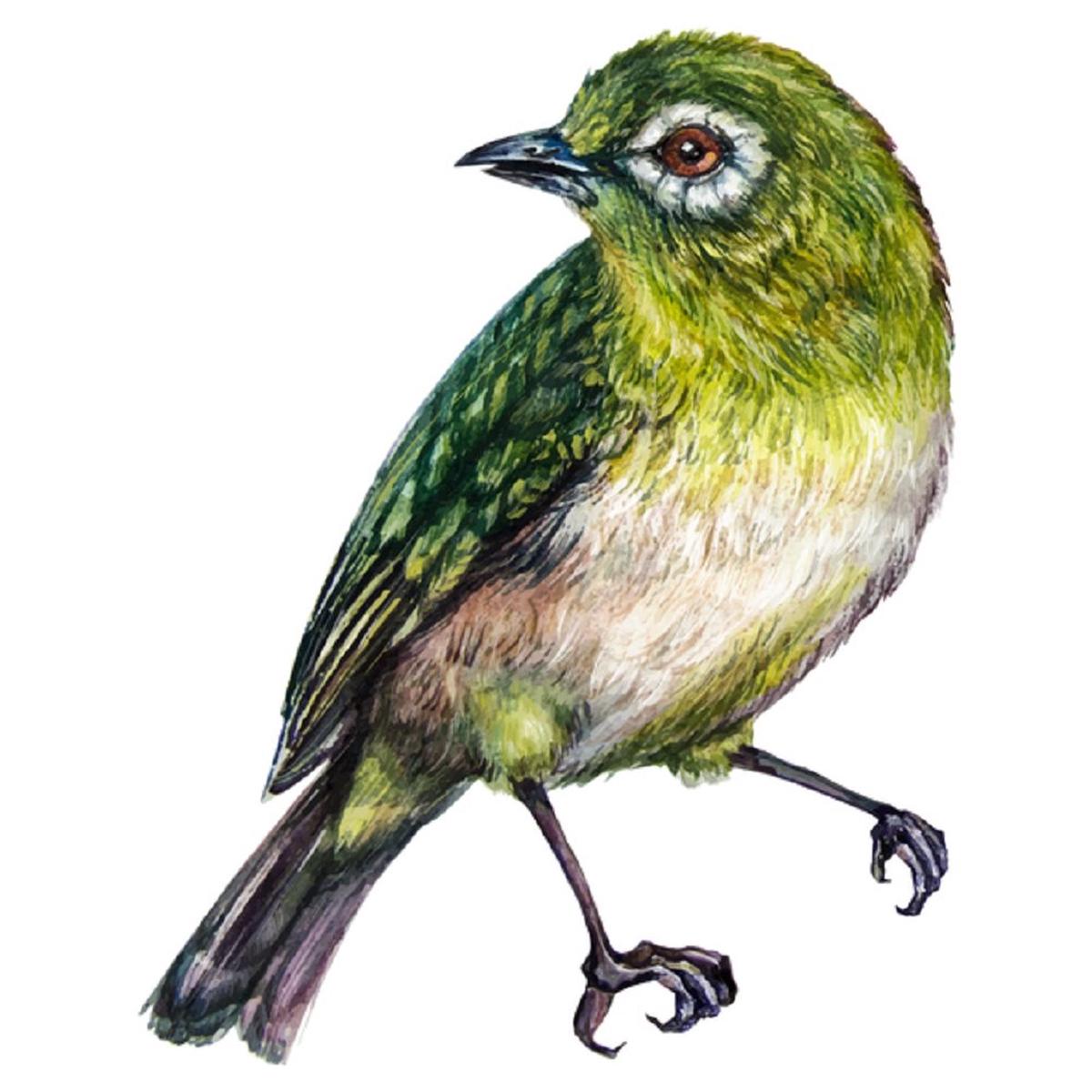 White-Eyes Bird Fabric Panel - White