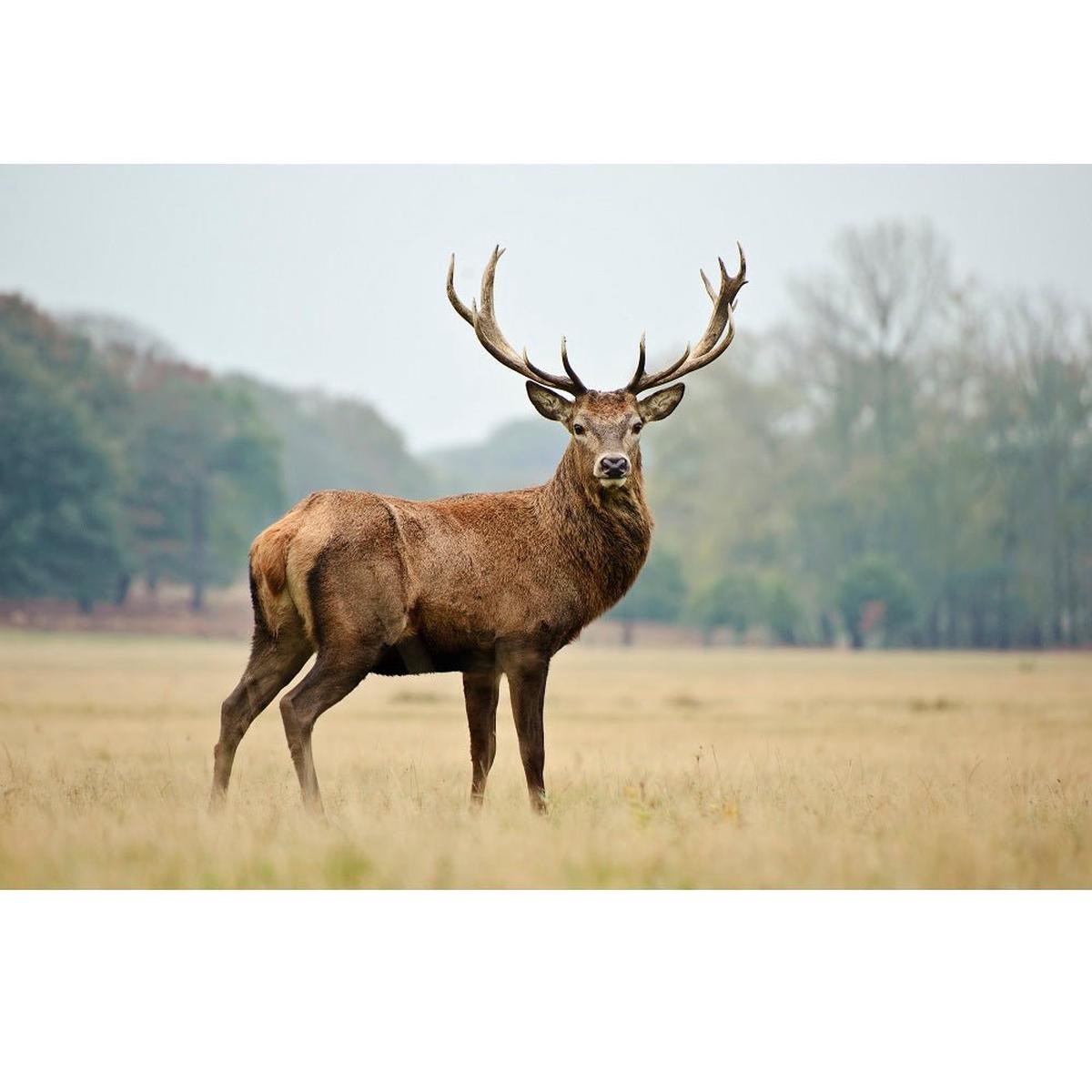 Realistic Red Deer Fabric Panel
