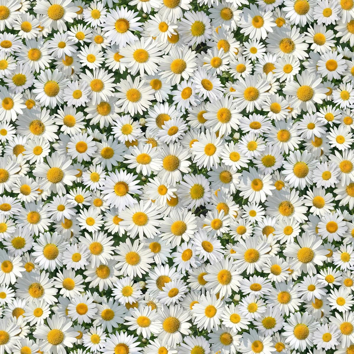 White Daisies - Elizabeth's Studio Cotton