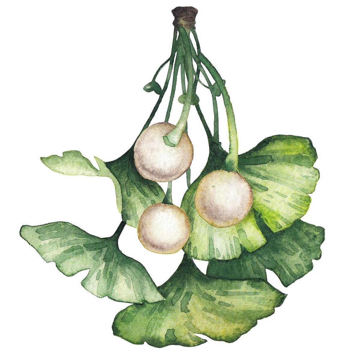 Watercolor Ginkgo Biloba Style #1 Fabric Panel