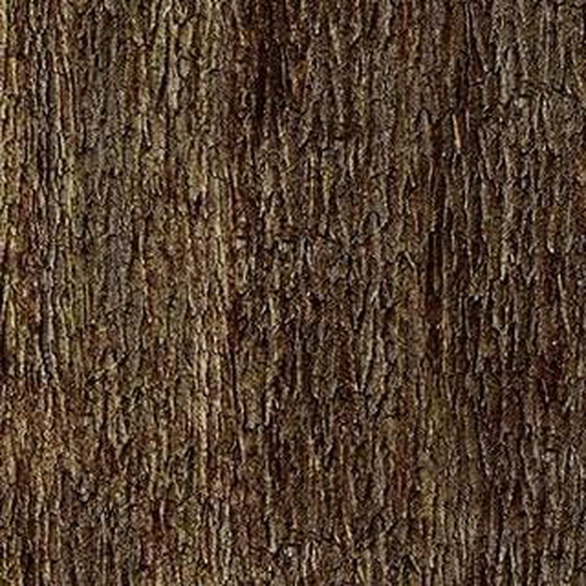 Naturescapes - Tree Trunk