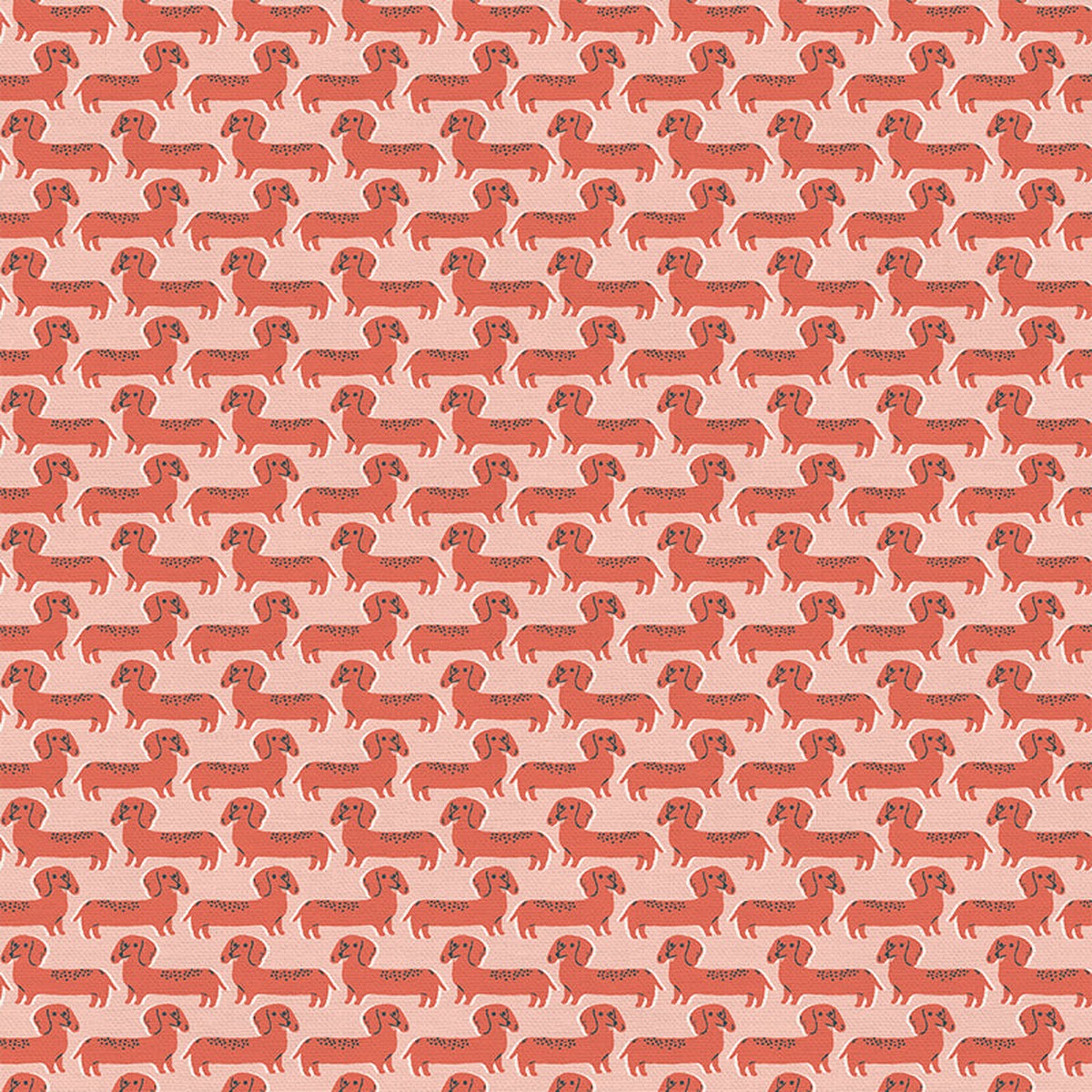 Dachshund