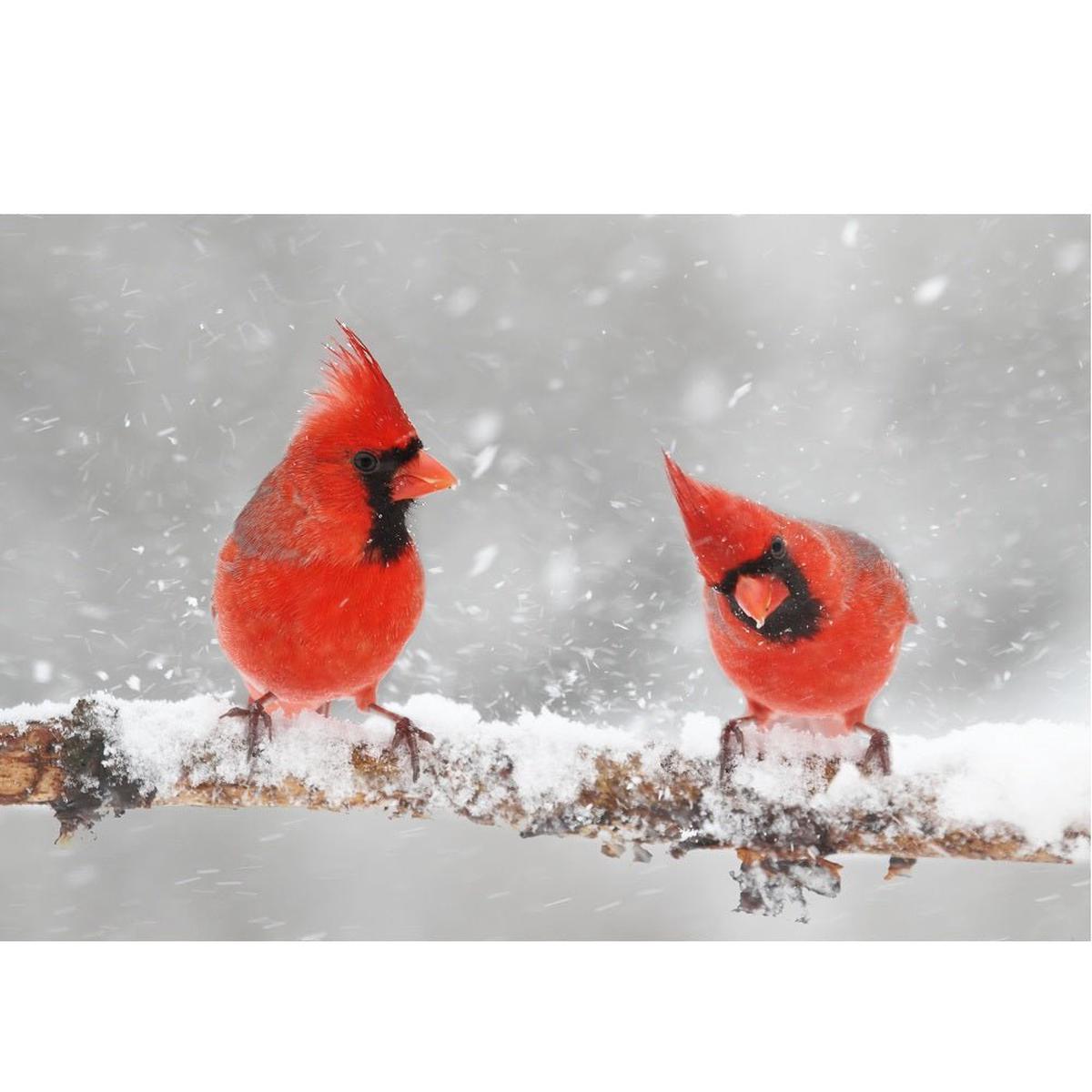 Realistic Two Cardinals in the Snow Fabric Panel