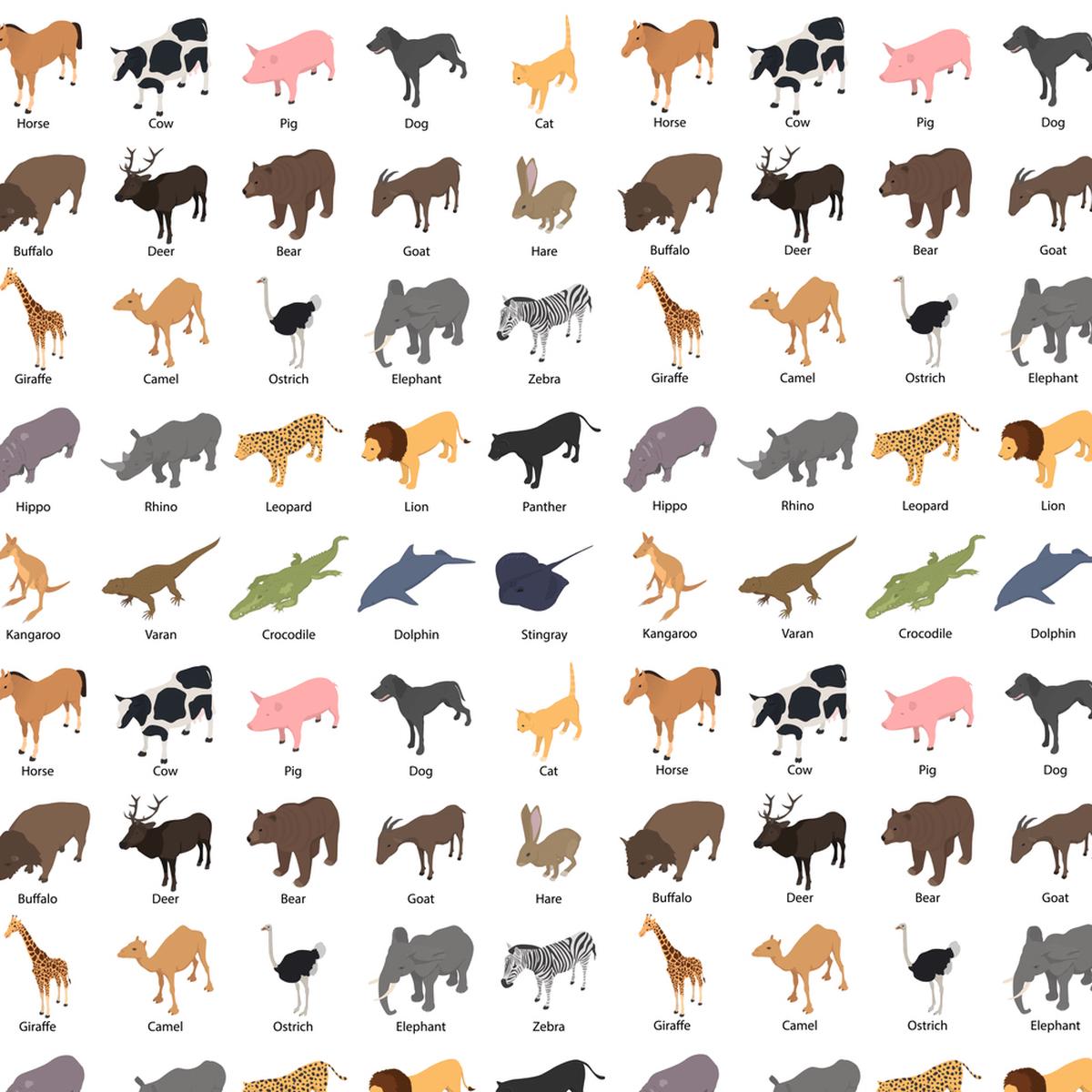 Animal Diagram Fabric - Multi