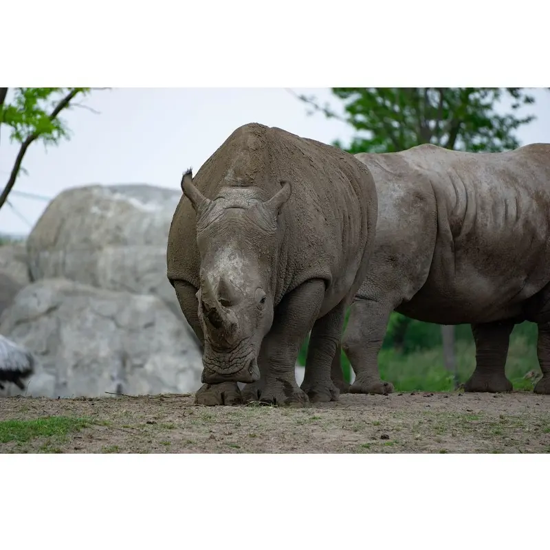 Realistic Rhinoceroses Fabric Panel